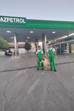 Azpetrol” şirkəti Qurban bayramını YDM-də qeyd edir. 